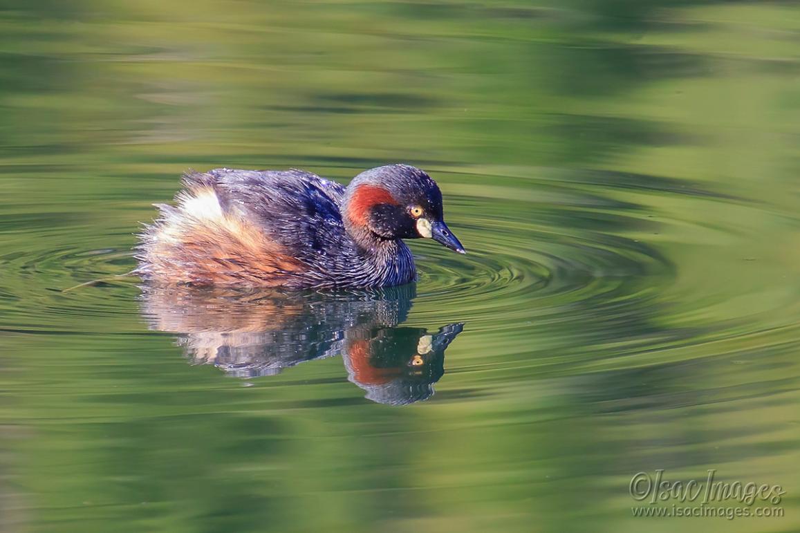 Click image for larger version

Name:	0845-Australasian_Grebe.jpg
Views:	90
Size:	92.4 KB
ID:	488630