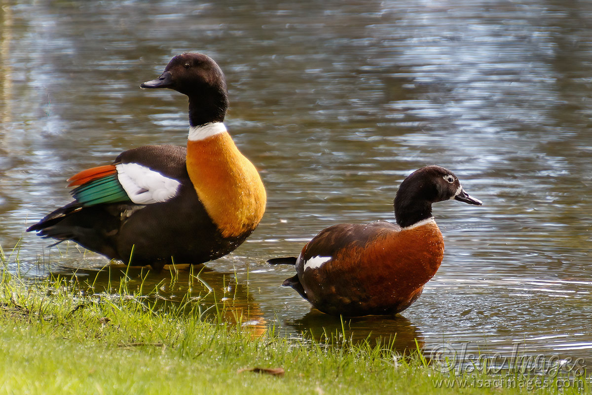 Click image for larger version

Name:	1036-Shelducks.jpg
Views:	64
Size:	314.4 KB
ID:	489384