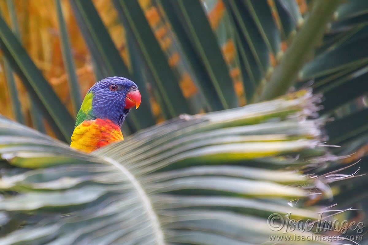 Click image for larger version

Name:	1006-Rainbow_Lorikeet.jpg
Views:	46
Size:	292.3 KB
ID:	489388