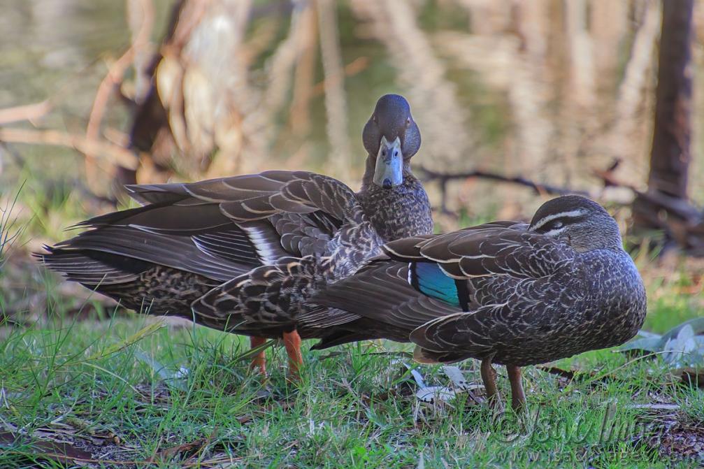 Click image for larger version

Name:	0812-Two_Ducks.jpg
Views:	47
Size:	120.8 KB
ID:	488492