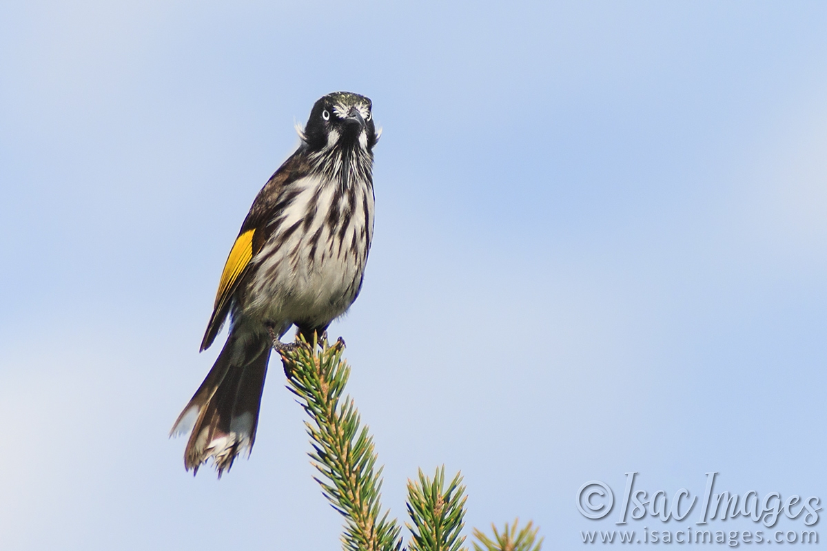 Click image for larger version

Name:	0828-New_Holland_Honeyeater.jpg
Views:	88
Size:	397.7 KB
ID:	488494