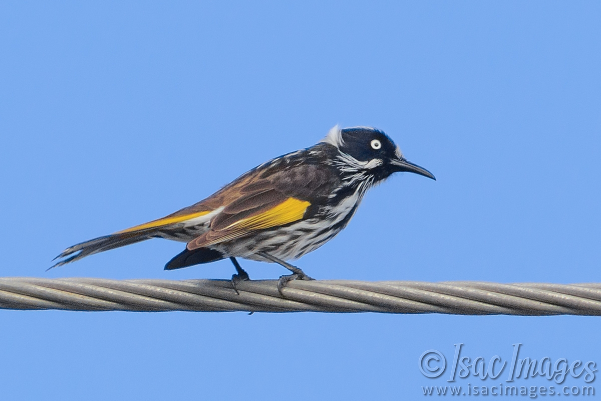 Click image for larger version

Name:	0840-New_Holland_Honeyeater.jpg
Views:	69
Size:	417.5 KB
ID:	488495