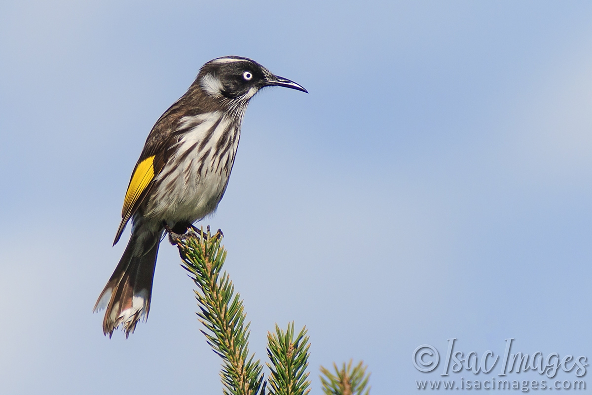 Click image for larger version

Name:	0830-New_Holland_Honeyeater.jpg
Views:	86
Size:	413.9 KB
ID:	488496