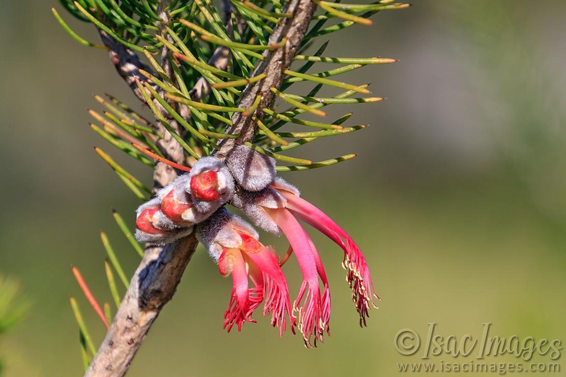 Click image for larger version

Name:	0825-One_Sided_Bottlebrush.jpg
Views:	62
Size:	96.3 KB
ID:	488501