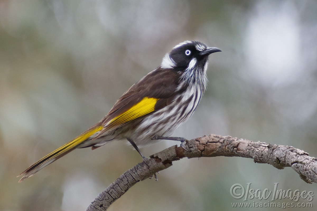 Click image for larger version  Name:	5435-New_Holland_Honeyeater.jpg Views:	0 Size:	294.5 KB ID:	491727