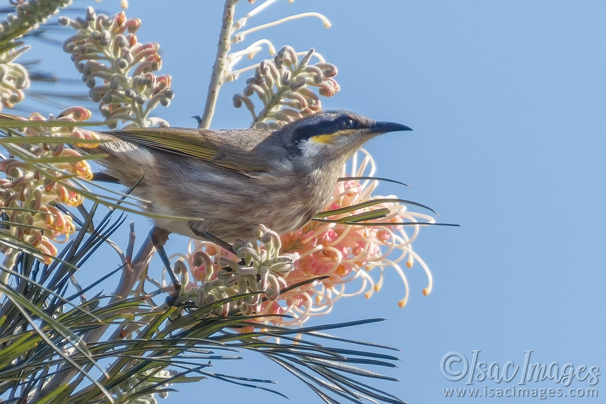 Click image for larger version  Name:	5665-Singingt_Honeyeater.jpg Views:	0 Size:	303.5 KB ID:	491728