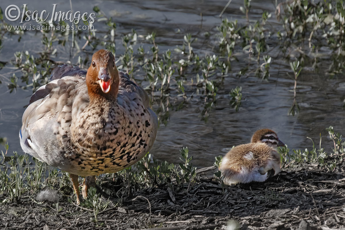 Click image for larger version

Name:	5706-Wood_Duck_Juvenile.jpg
Views:	32
Size:	298.8 KB
ID:	491730