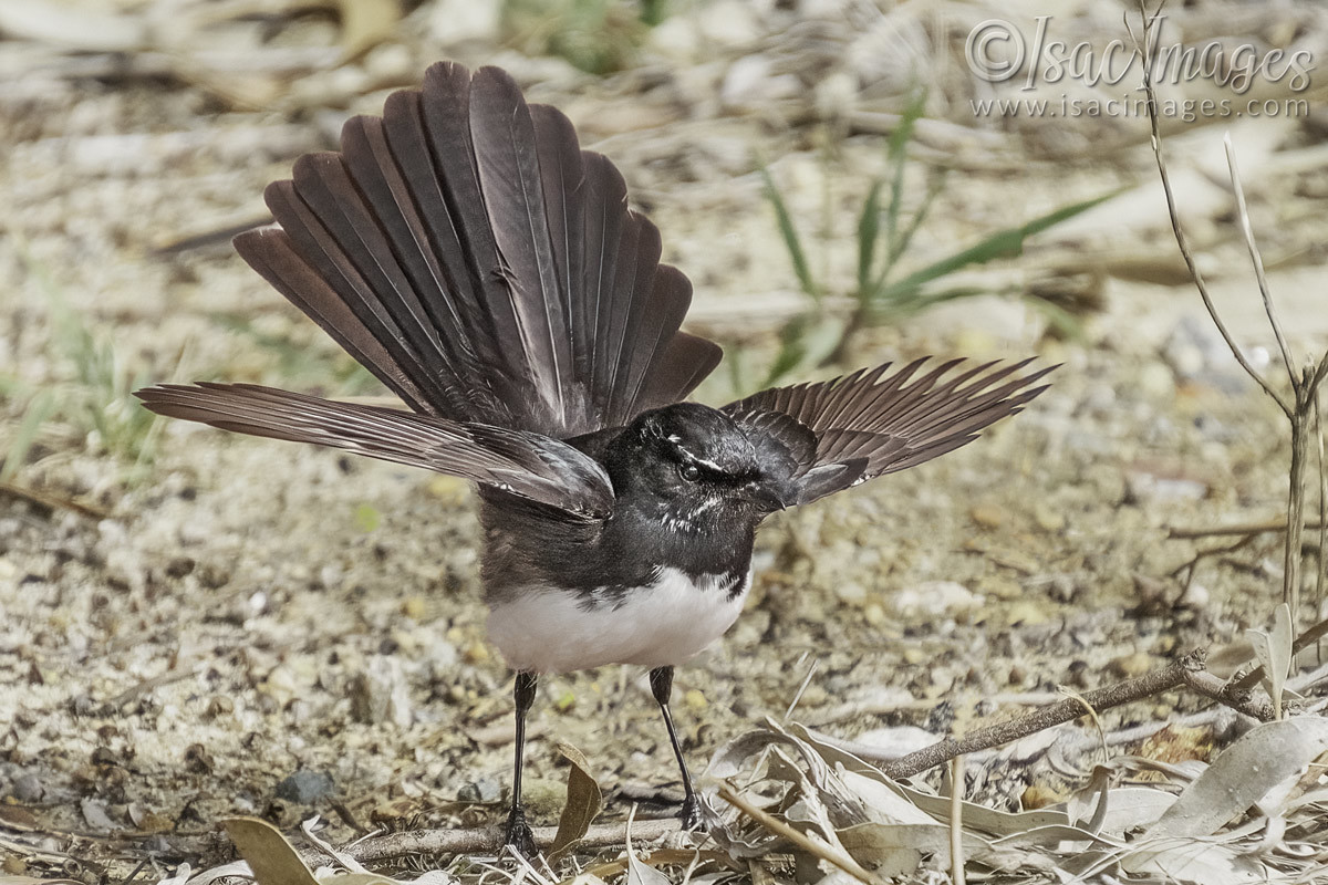 Click image for larger version

Name:	5549-Willie_Wagtail.jpg
Views:	43
Size:	297.9 KB
ID:	491733