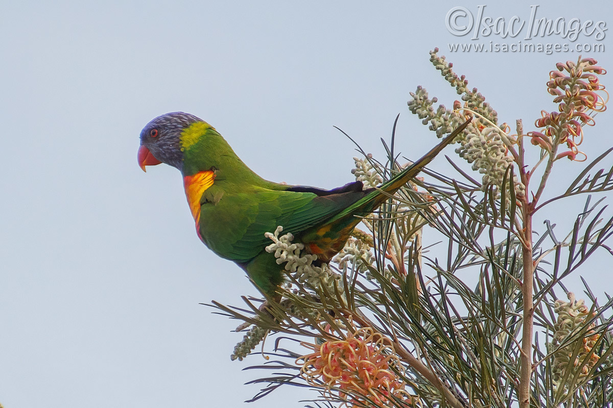 Click image for larger version

Name:	5571-Rainbow_Lorikeet.jpg
Views:	75
Size:	302.5 KB
ID:	491735