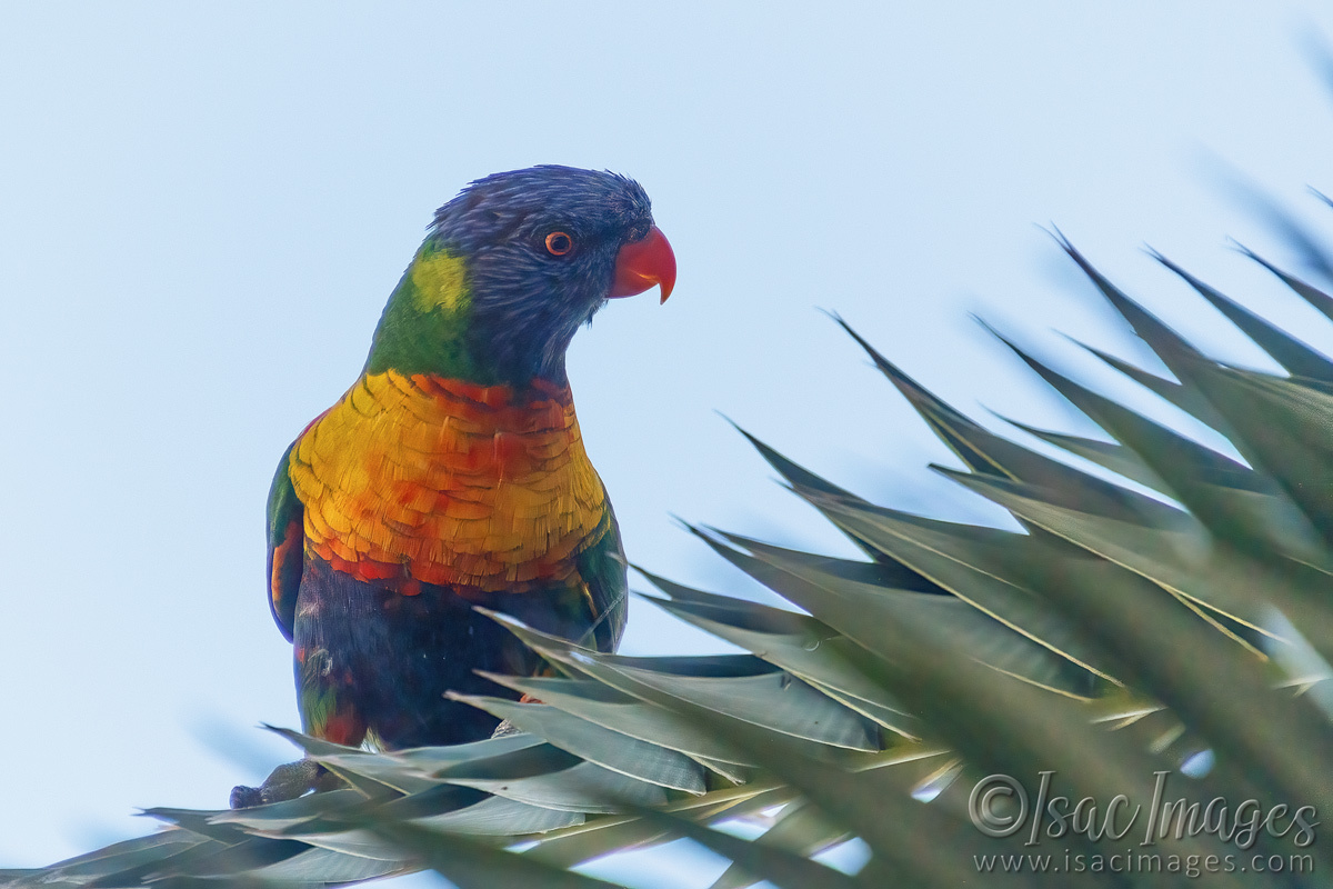 Click image for larger version

Name:	5691-Rainbow_Lorikeet.jpg
Views:	70
Size:	280.8 KB
ID:	491737