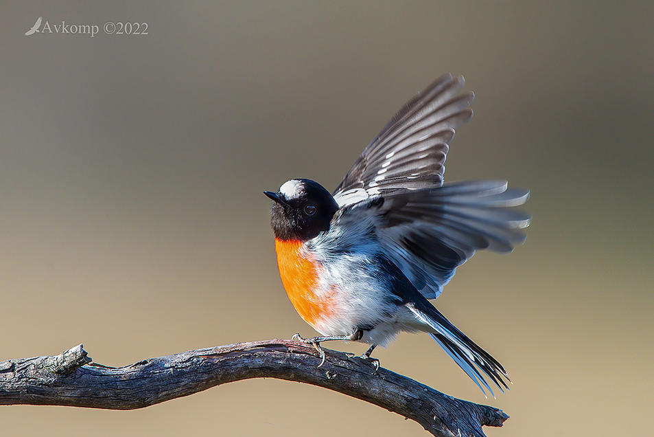 Click image for larger version

Name:	scarlet robin 7477.jpg
Views:	39
Size:	93.7 KB
ID:	491760