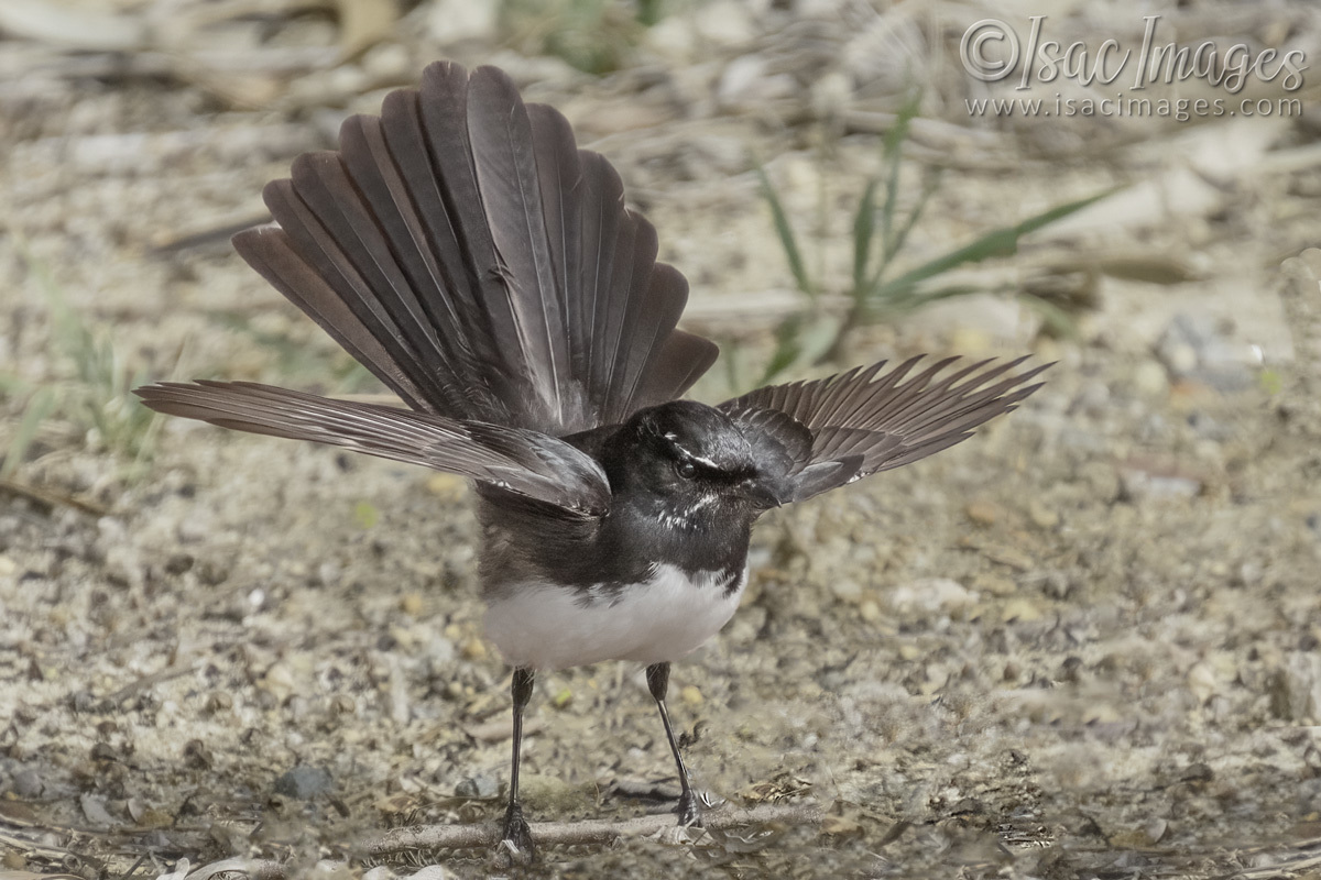 Click image for larger version

Name:	5549-Willie_Wagtail.jpg
Views:	32
Size:	306.5 KB
ID:	491767