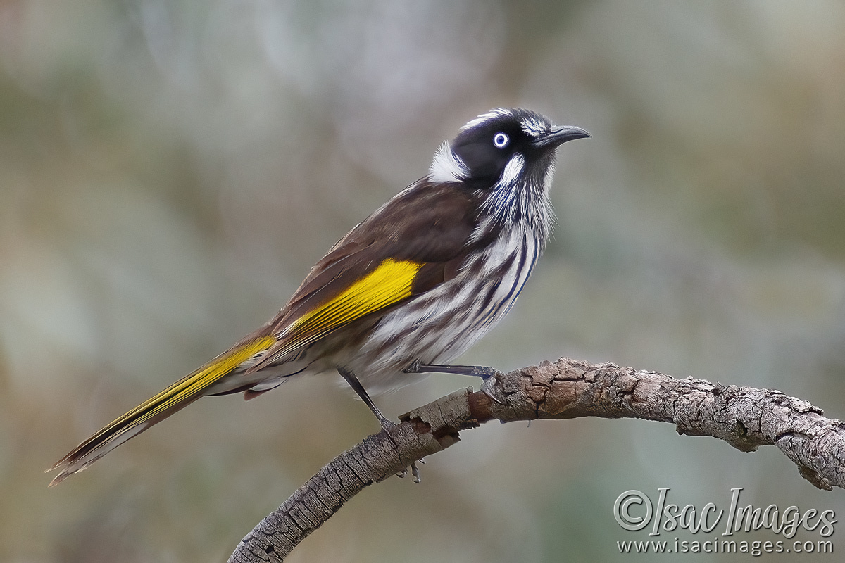 Click image for larger version

Name:	5435-New_Holland_Honeyeater.jpg
Views:	20
Size:	306.4 KB
ID:	491803