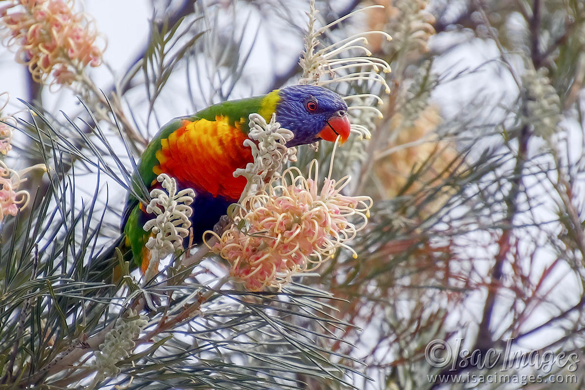 Click image for larger version

Name:	Lorikeet-1.jpg
Views:	56
Size:	307.9 KB
ID:	491850