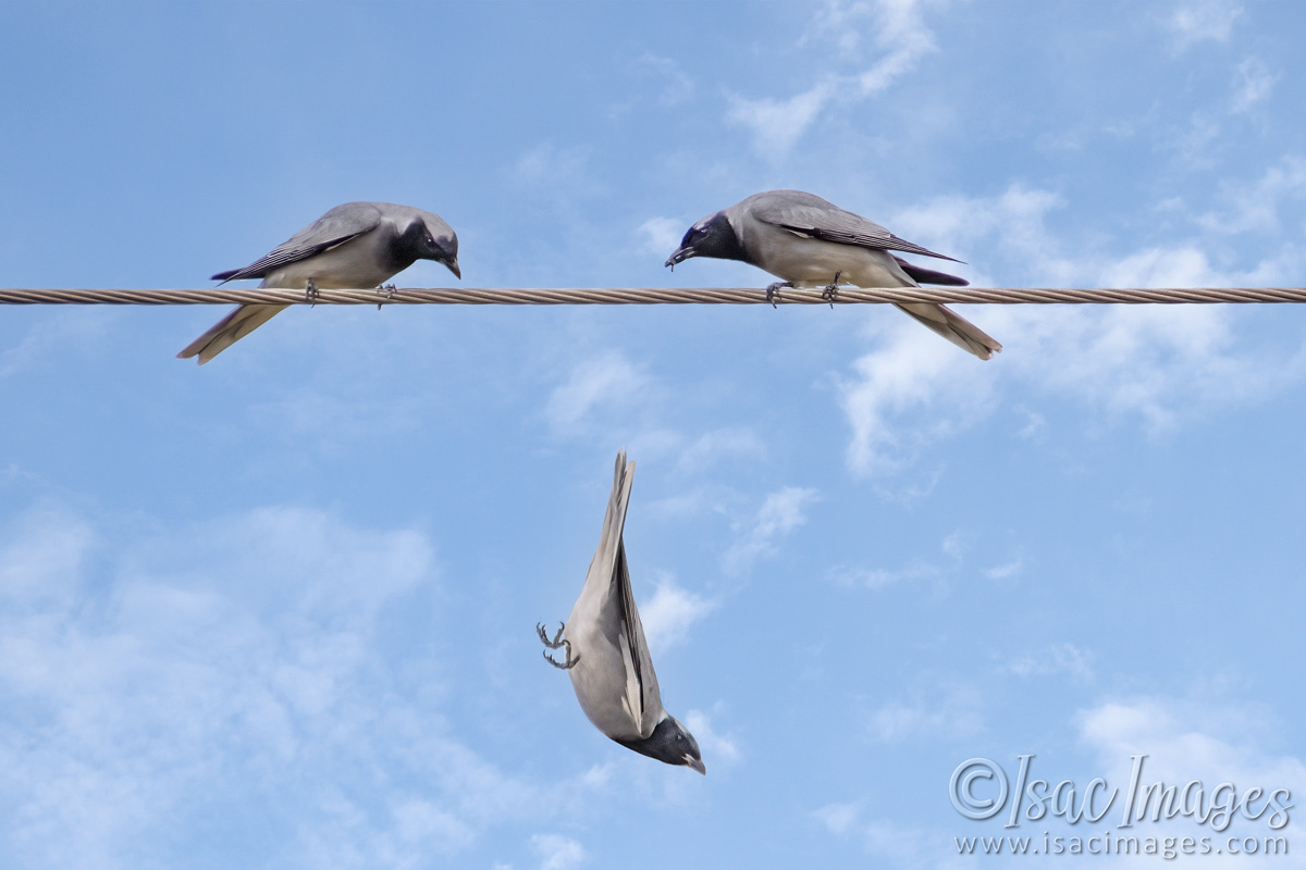 Click image for larger version

Name:	5835-Black_Faced_Cuckoo_Shrikes.jpg
Views:	110
Size:	203.0 KB
ID:	491859