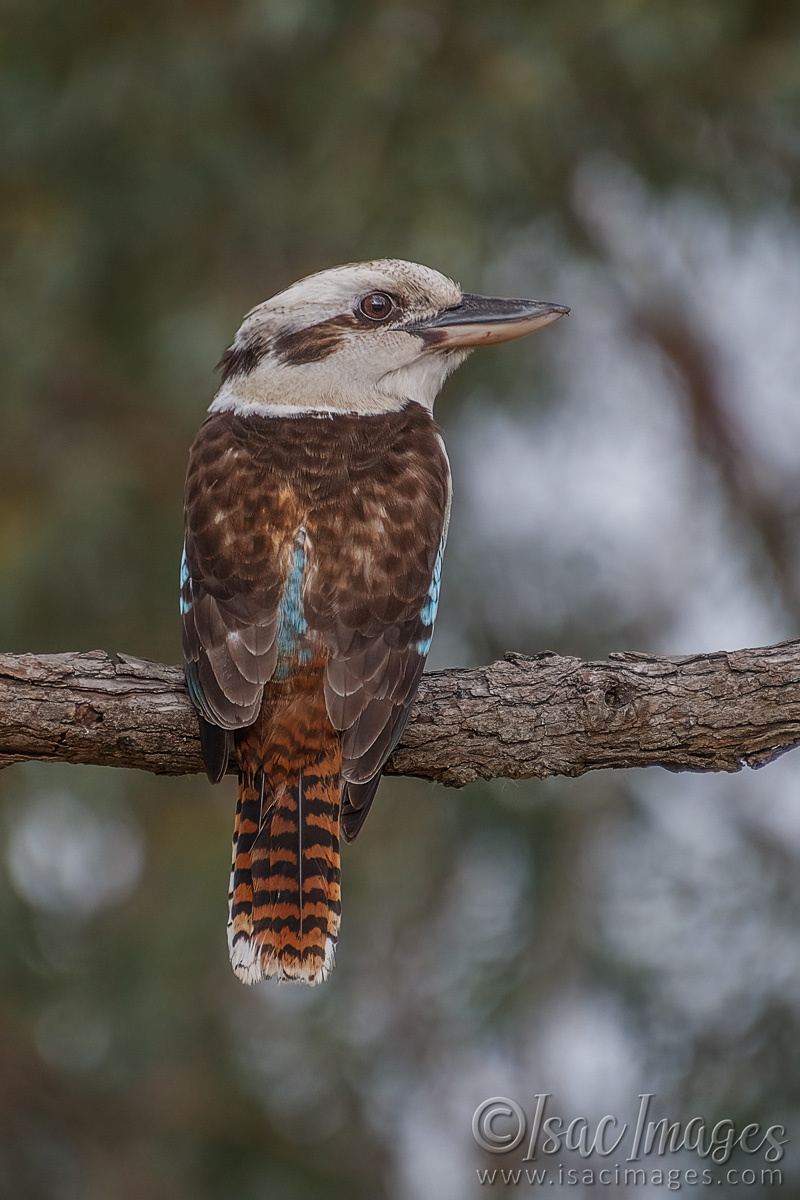 Click image for larger version

Name:	5915-Kookaburra.jpg
Views:	39
Size:	291.9 KB
ID:	491863