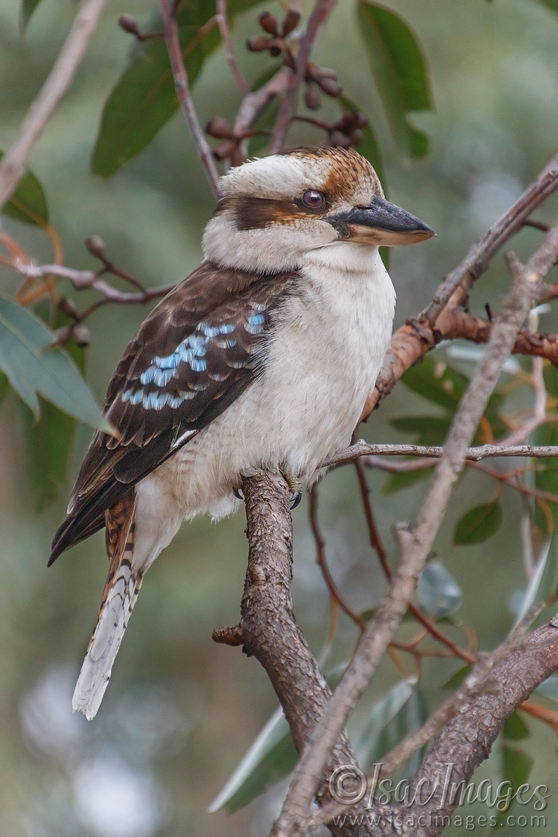 Click image for larger version

Name:	5923-Kookaburra.jpg
Views:	33
Size:	298.8 KB
ID:	491864