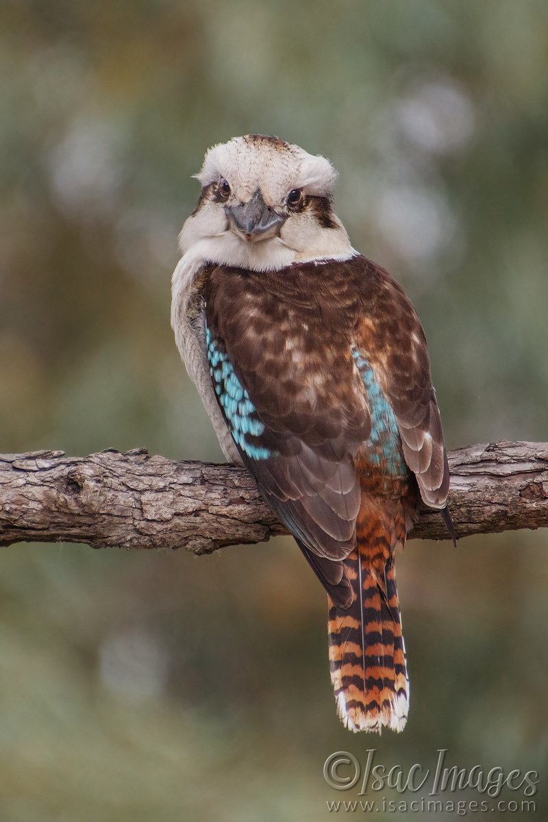 Click image for larger version

Name:	5909-Kookaburra.jpg
Views:	34
Size:	289.4 KB
ID:	491865