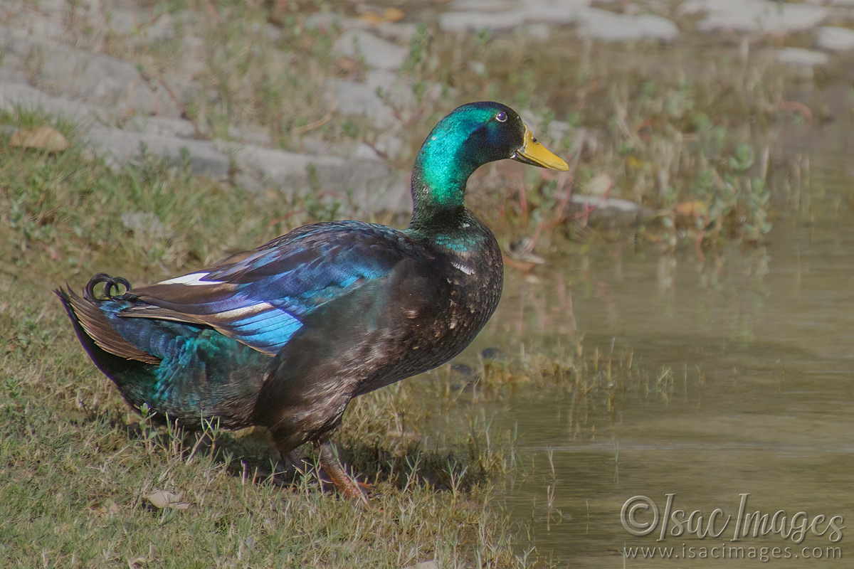 Click image for larger version

Name:	5928-Coloured_Duck.jpg
Views:	63
Size:	311.1 KB
ID:	491902