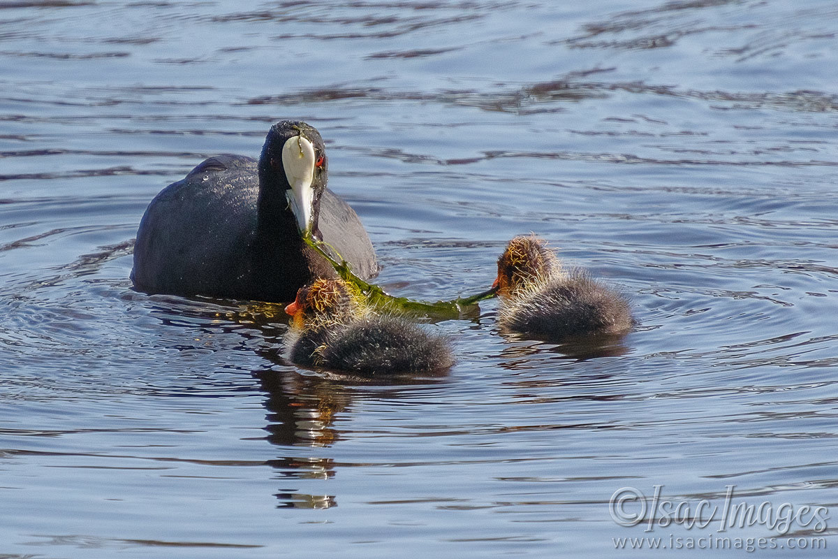 Click image for larger version

Name:	6117-Coot_Babies.jpg
Views:	37
Size:	278.1 KB
ID:	491910