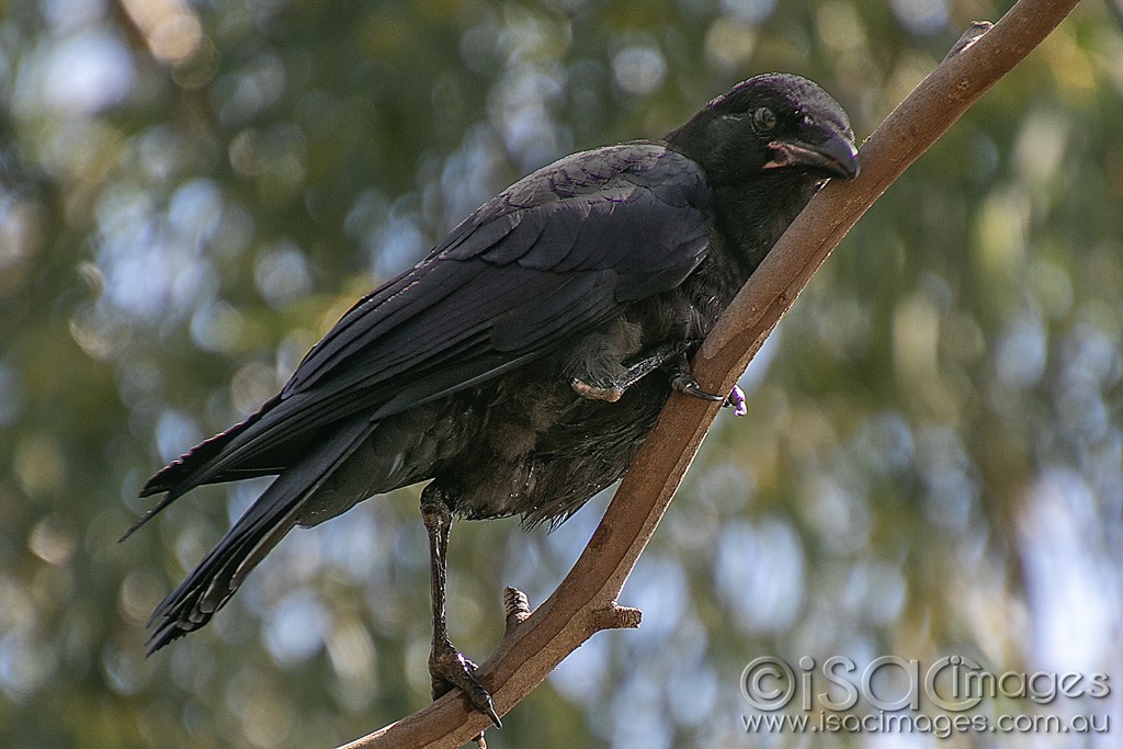 Click image for larger version  Name:	1254-Crow.jpg Views:	1 Size:	183.7 KB ID:	466518