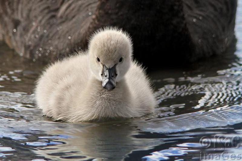 Click image for larger version

Name:	Cygnet with Mum.jpg
Views:	65
Size:	171.1 KB
ID:	487771