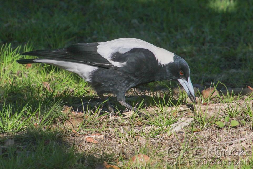 Click image for larger version

Name:	9887-Magpie_Male.jpg
Views:	115
Size:	113.9 KB
ID:	479626