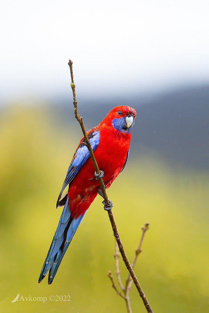 Click image for larger version

Name:	rosella 7932.jpg
Views:	43
Size:	289.2 KB
ID:	492091