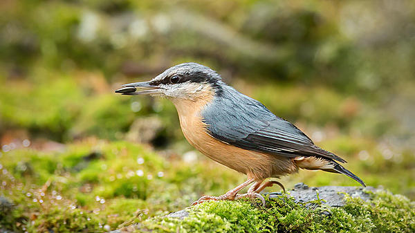 Click image for larger version

Name:	nuthatch web1.jpg
Views:	71
Size:	233.9 KB
ID:	492171