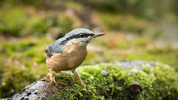 Click image for larger version

Name:	nuthatch web2.jpg
Views:	70
Size:	88.8 KB
ID:	492170