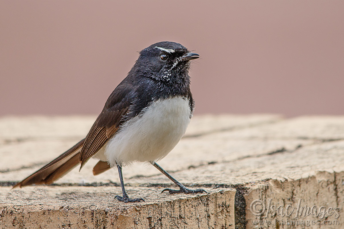 Click image for larger version

Name:	6251-Willie_Wagtail.jpg
Views:	42
Size:	288.2 KB
ID:	492208