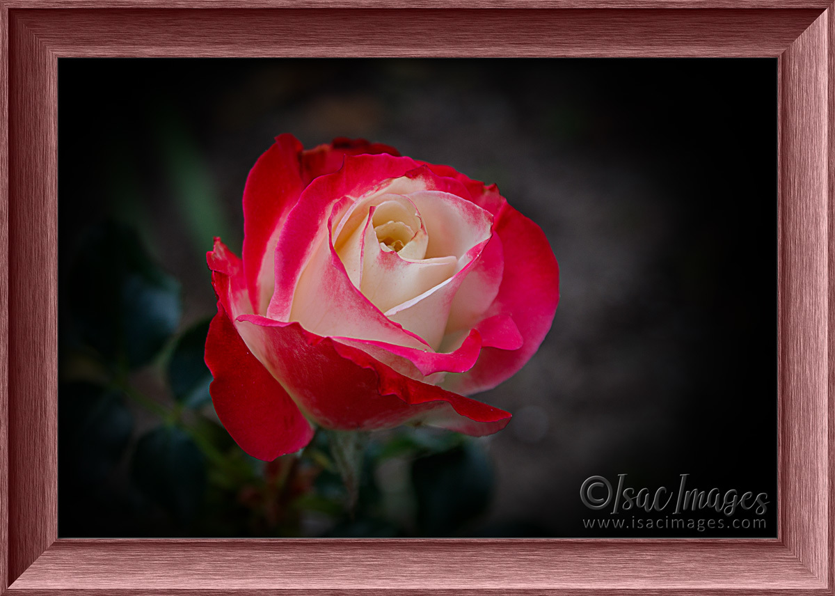 Click image for larger version

Name:	6227-Rose_Fire_&amp;_Ice_FRAMED.jpg
Views:	27
Size:	271.5 KB
ID:	492211