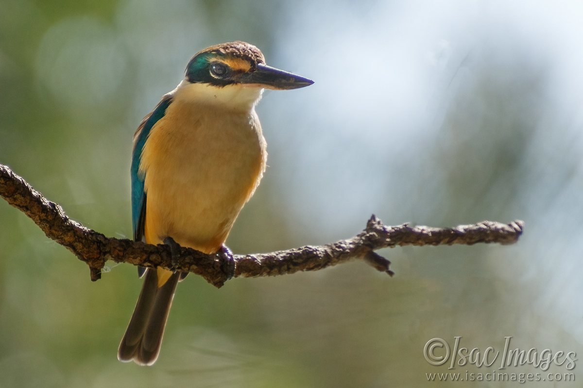 Click image for larger version  Name:	6388-Kingfisher.jpg Views:	12 Size:	292.2 KB ID:	492224