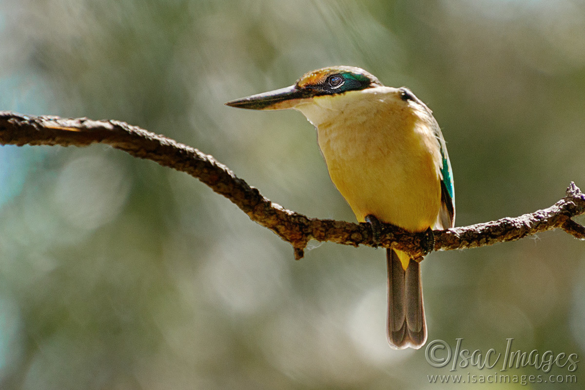 Click image for larger version

Name:	6377-Sacred_Kingfisher.jpg
Views:	31
Size:	300.6 KB
ID:	492321