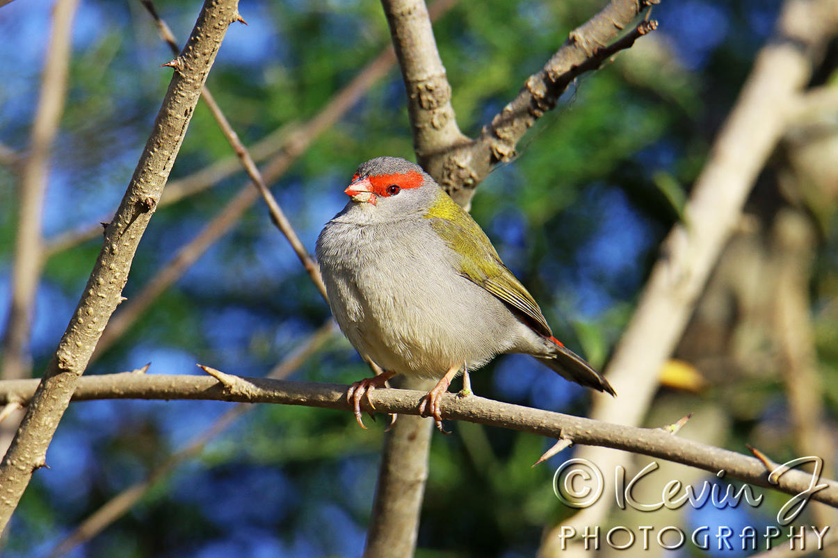 Click image for larger version

Name:	Red Browed Finch.jpg
Views:	67
Size:	186.1 KB
ID:	492324