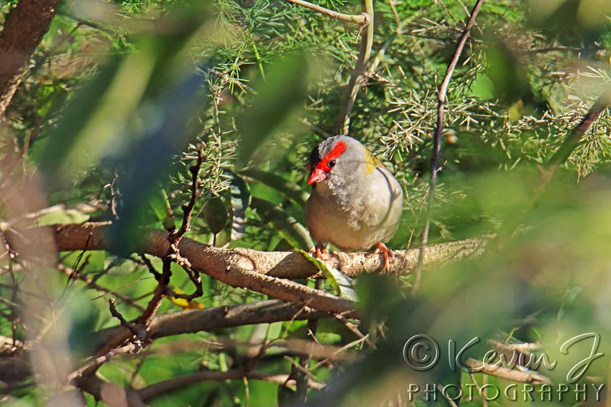 Click image for larger version

Name:	Red Browed Finch 2.jpg
Views:	47
Size:	232.7 KB
ID:	492327