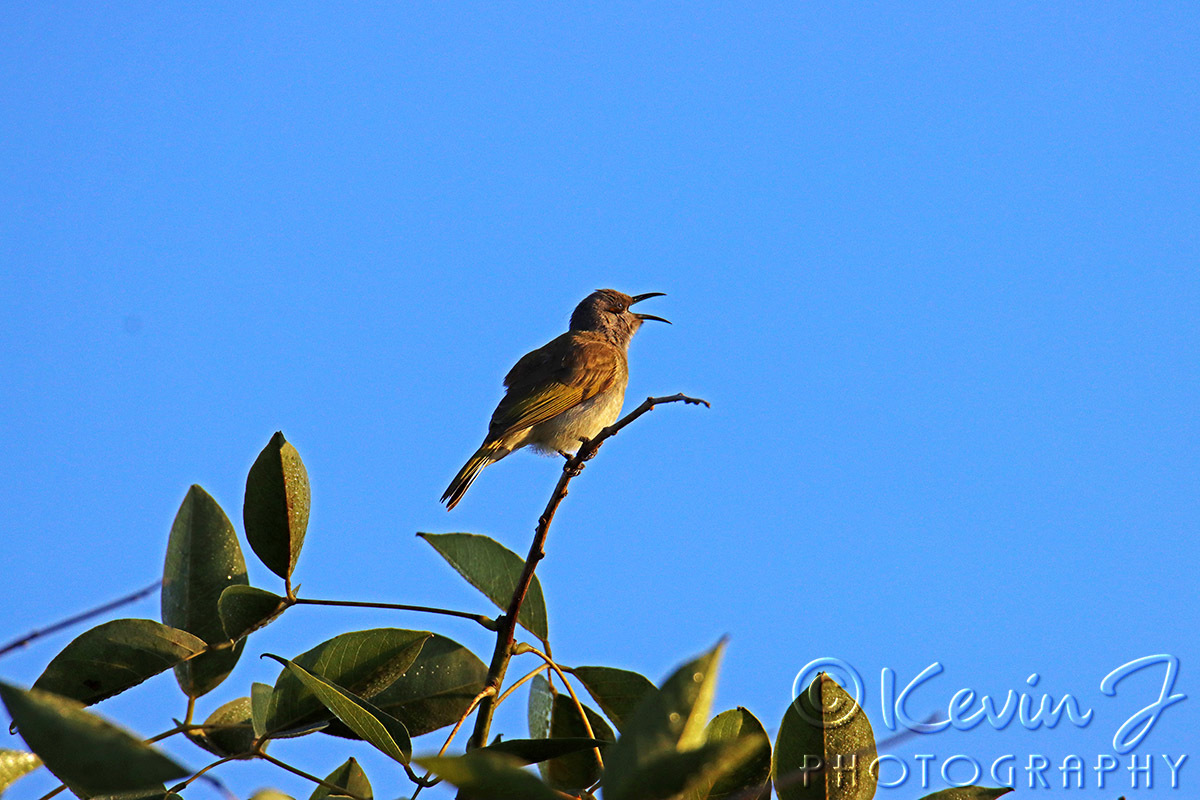 Click image for larger version

Name:	Honeyeater.jpg
Views:	78
Size:	287.9 KB
ID:	492339