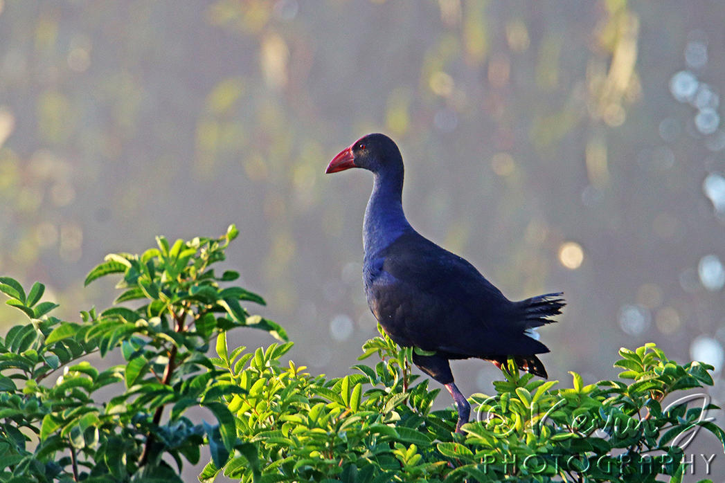 Click image for larger version

Name:	Swamphen.jpg
Views:	83
Size:	156.0 KB
ID:	492341