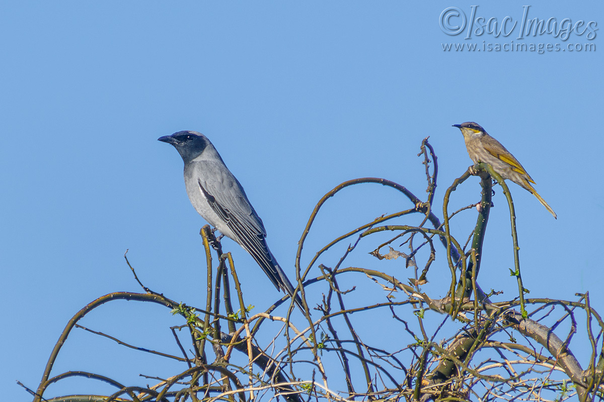 Click image for larger version

Name:	6434-BFCS_Singing_Honeyeater.jpg
Views:	33
Size:	295.9 KB
ID:	492382