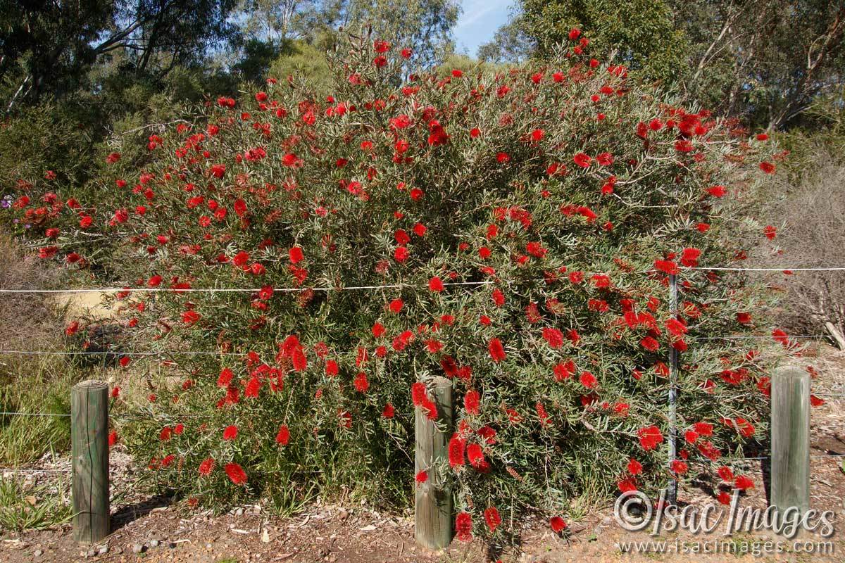 Click image for larger version

Name:	6473-Scarlet_Callistemon_Bush.jpg
Views:	46
Size:	301.9 KB
ID:	492421