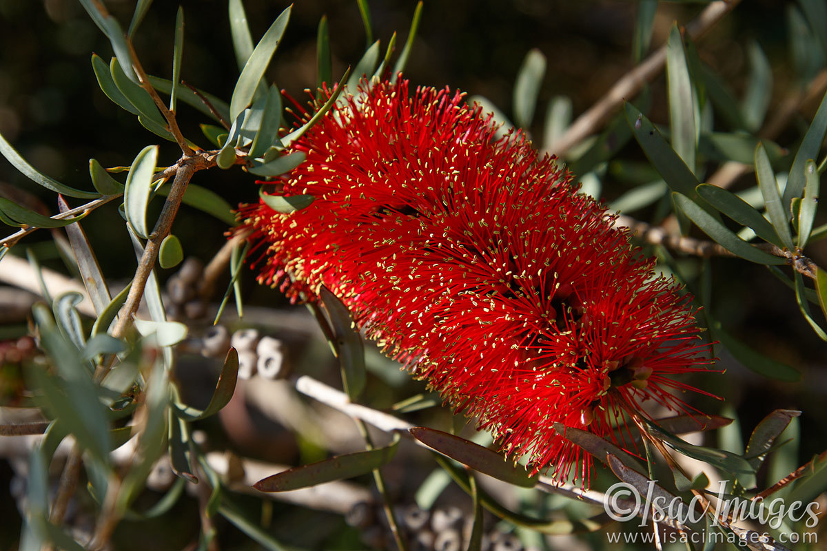 Click image for larger version

Name:	6465-Scarlet_Callistemon.jpg
Views:	40
Size:	303.7 KB
ID:	492422