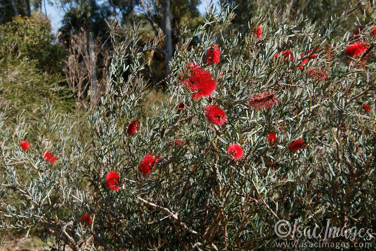 Click image for larger version

Name:	6472-Scarlet_Callistemon_Bush.jpg
Views:	37
Size:	279.7 KB
ID:	492423