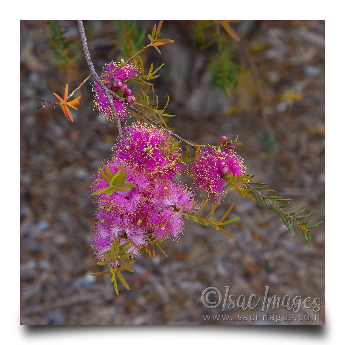 Click image for larger version

Name:	6488-Hot_Pink_Callistemon.jpg
Views:	65
Size:	305.3 KB
ID:	492425