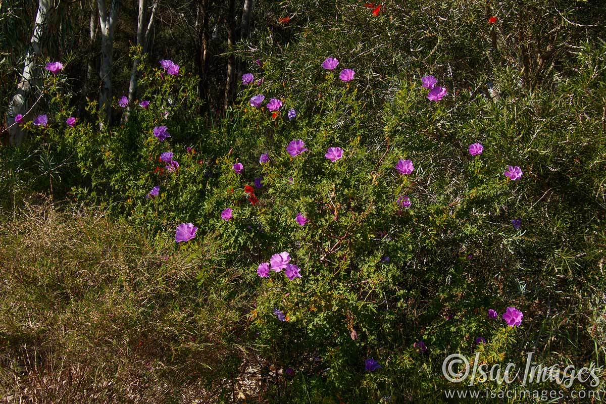 Click image for larger version

Name:	6469-Wild_Hibiscus_Bush.jpg
Views:	49
Size:	301.1 KB
ID:	492427