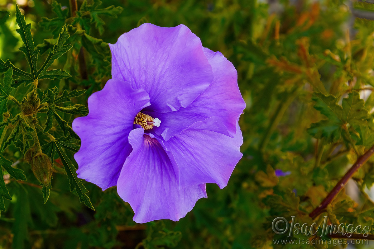 Click image for larger version

Name:	6467-Wild_Hibiscus.jpg
Views:	49
Size:	297.3 KB
ID:	492428