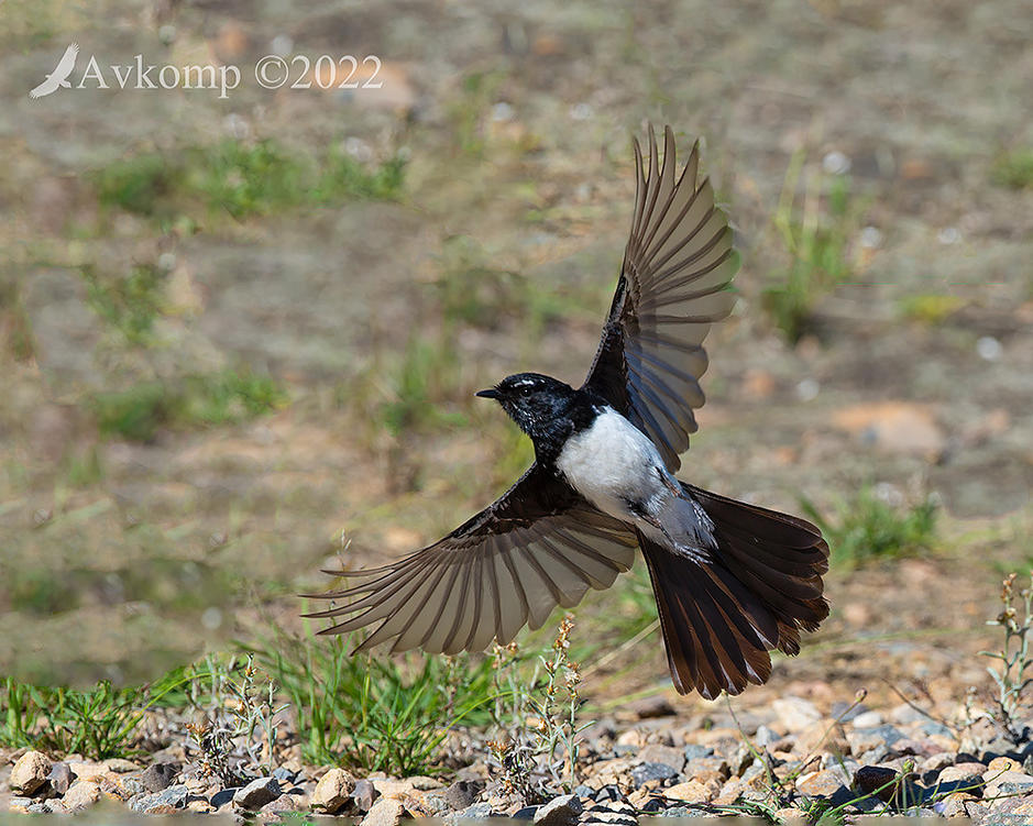 Click image for larger version

Name:	wagtail 7180.jpg
Views:	61
Size:	170.3 KB
ID:	492493