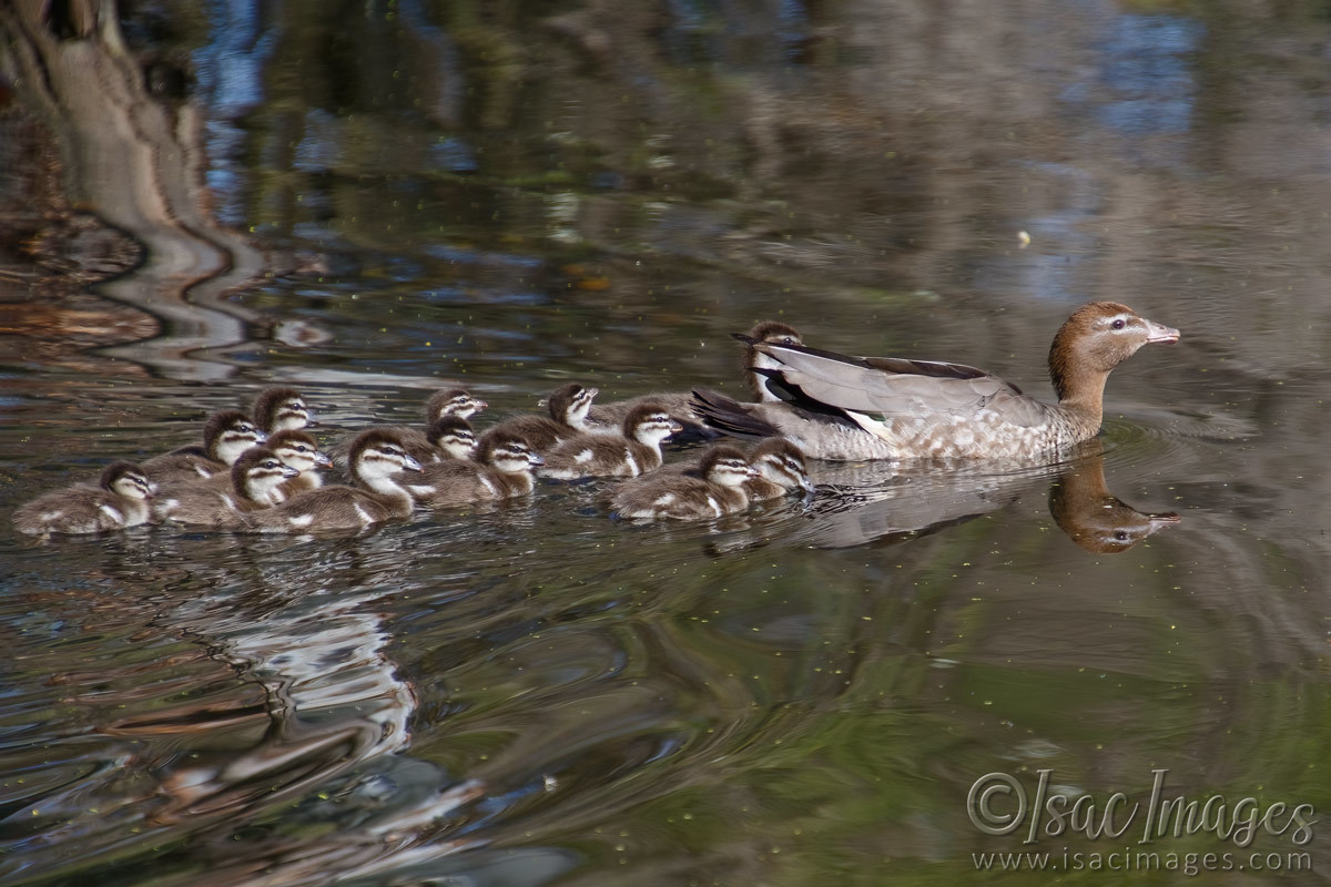 Click image for larger version

Name:	6511-Wood_Duck_Family-x14.jpg
Views:	38
Size:	222.4 KB
ID:	492737