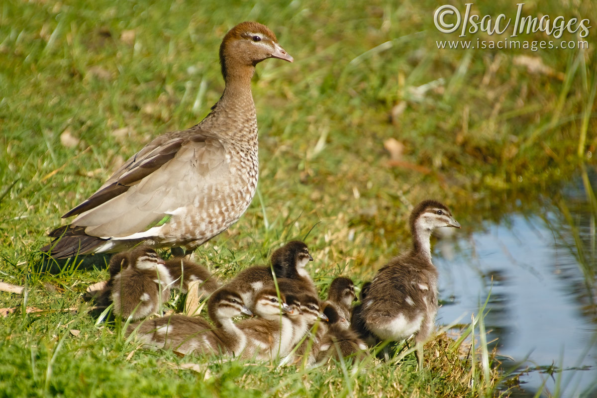 Click image for larger version

Name:	6506-Wood_Duck_Family-x14.jpg
Views:	38
Size:	291.6 KB
ID:	492738