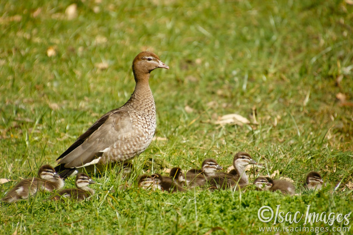 Click image for larger version

Name:	6497-Wood_Duck_Family-x14.jpg
Views:	38
Size:	293.3 KB
ID:	492739