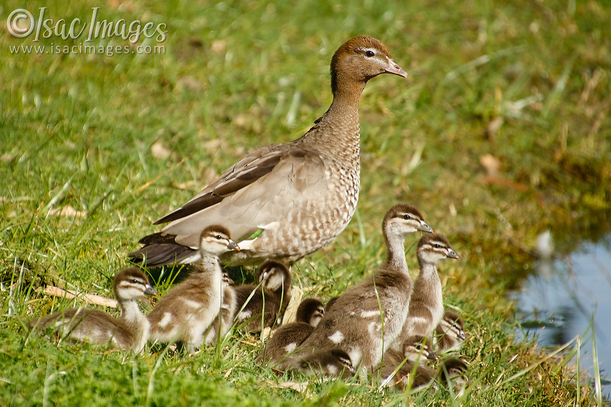 Click image for larger version

Name:	6504-Wood_Duck_Family-x14.jpg
Views:	37
Size:	306.6 KB
ID:	492740